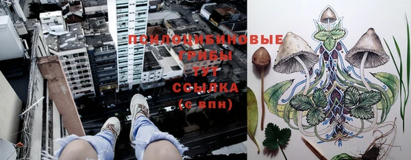 прущие грибы Новодвинск